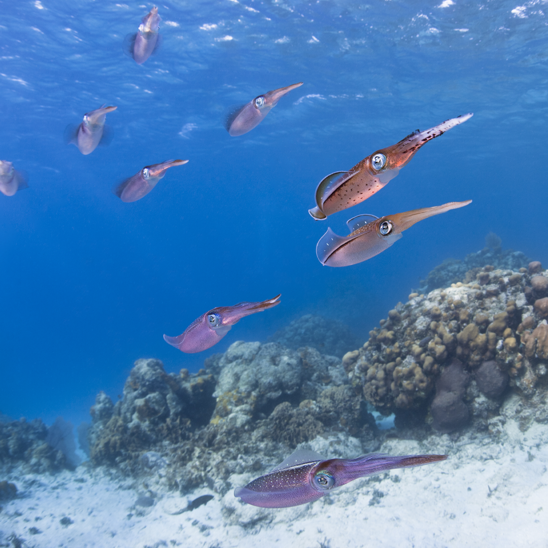 实时捕鱼摄像系统捕捉鱿鱼在水下游动的画面