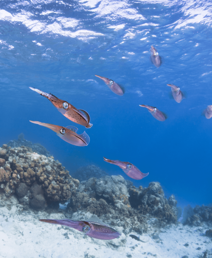 Seavu 皮划艇套件水下钓鱼摄像系统