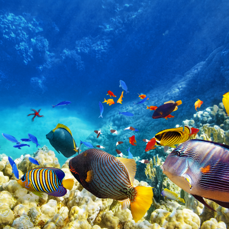 珊瑚礁水下的鱼